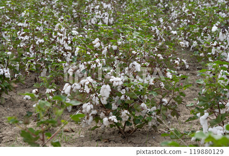 field of ripe cotton ready 119880129