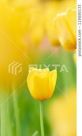 一朵蓬鬆亮黃色鬱金香花的特寫 119880135