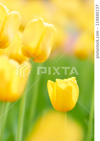 A close-up of a single fluffy bright yellow tulip flower A close-up of a single fluffy bright yellow tulip flower 119880137