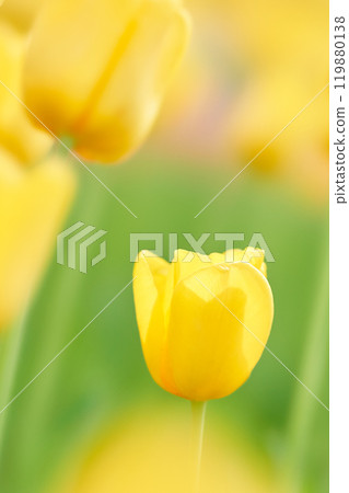 A close-up of a single fluffy bright yellow tulip flower A close-up of a single fluffy bright yellow tulip flower 119880138
