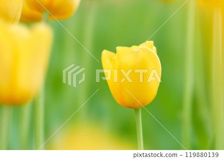 A close-up of a single fluffy bright yellow tulip flower 119880139