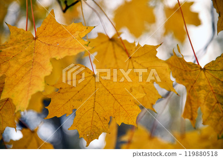 Bottom-up view green mangrove forest canopy. Natural carbon sink fight climate change. Sustainability in carbon-neutral ecosystems. Green and sustainable environment. Natural carbon Bottom-up view green mangrove forest canopy. Natural carbon sink fight climate change. Sustainability in carbon-neutral ecosystems. Green and sustainable environment. Natural carbon 119880518