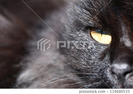 Black cat lay down and looking at camera lurking in the shadow halloween dark vibes 119880535