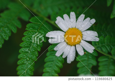 Chamomile flower and fern leaf in dew drops Chamomile flower and fern leaf in dew drops 119880825