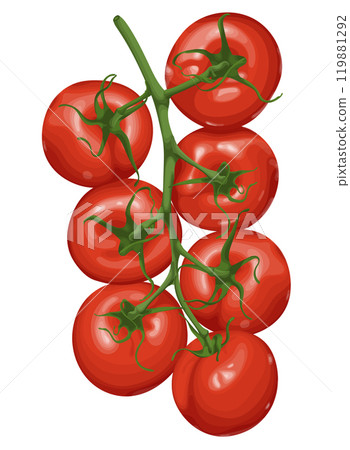 Vector illustration of a tomato vine with ripe, red tomatoes and green stems isolated on a white background. Vector illustration of a tomato vine with ripe, red tomatoes and green stems isolated on a white background. 119881292