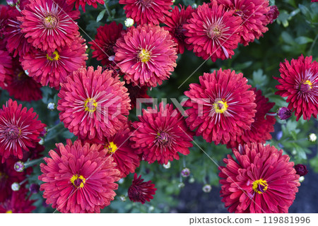 Bright red chrysanthemum. A beautiful chrysanthemum flower bush. Bright red chrysanthemum. A beautiful chrysanthemum flower bush. 119881996