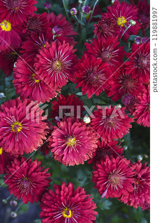 Bright red chrysanthemum. A beautiful chrysanthemum flower bush. Bright red chrysanthemum. A beautiful chrysanthemum flower bush. 119881997