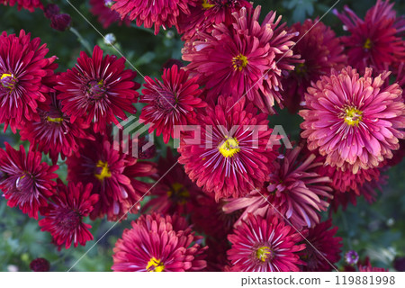 Bright red chrysanthemum. A beautiful chrysanthemum flower bush. Bright red chrysanthemum. A beautiful chrysanthemum flower bush. 119881998