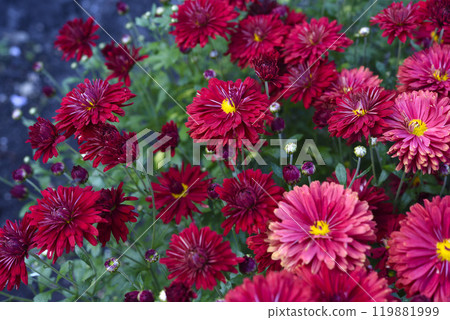 Bright red chrysanthemum. A beautiful chrysanthemum flower bush. Bright red chrysanthemum. A beautiful chrysanthemum flower bush. 119881999