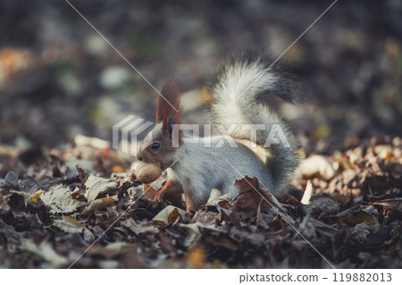 Red eurasian squirrel in autumn park Red eurasian squirrel in autumn park 119882013