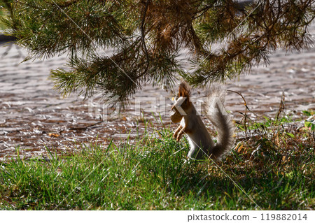 Red eurasian squirrel in autumn park Red eurasian squirrel in autumn park 119882014