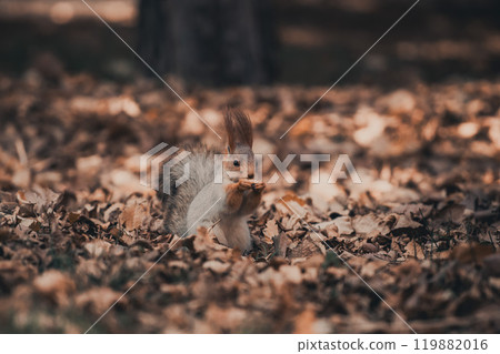 Red eurasian squirrel in autumn park Red eurasian squirrel in autumn park 119882016