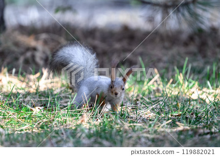 Red eurasian squirrel in autumn park 119882021