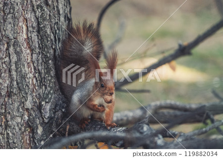 Red eurasian squirrel in autumn park 119882034