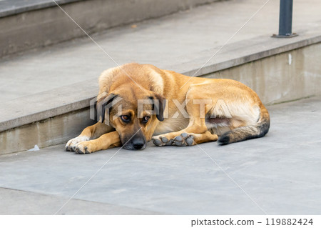 The red homeless dog lies in the street 119882424