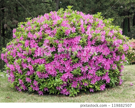 Azalea Azalea 119882507