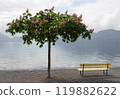Tree and wooden bench on the shore of the lake 119882622