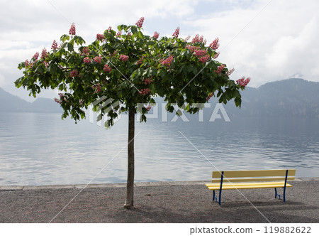 Tree and wooden bench on the shore of the lake Tree and wooden bench on the shore of the lake 119882622