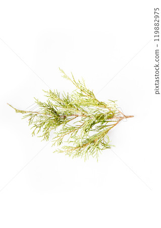 A sprig of fresh cedar leaves placed against a white background highlights the intricate, needle-like foliage in natural detail A sprig of fresh cedar leaves placed against a white background highlights the intricate, needle-like foliage in natural detail 119882975