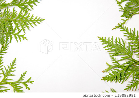 Fresh green ferns arranged artistically on a white background creating a natural frame for design projects Fresh green ferns arranged artistically on a white background creating a natural frame for design projects 119882981