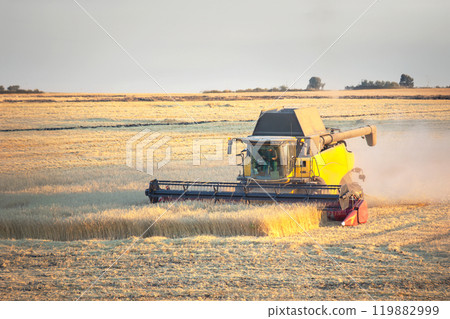 The harvester is harvesting wheat in the field. grain preparation. agronomy and agriculture. 119882999