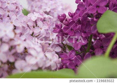 Lilac blossoms in springtime garden, vivid colors and greenery. 119883022
