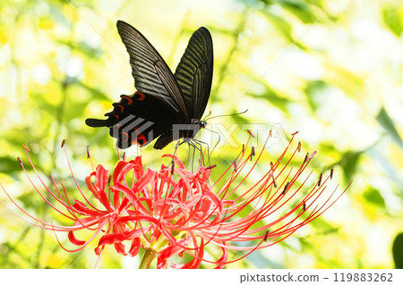 Spangle sucking cluster amaryllis Spangle sucking cluster amaryllis 119883262