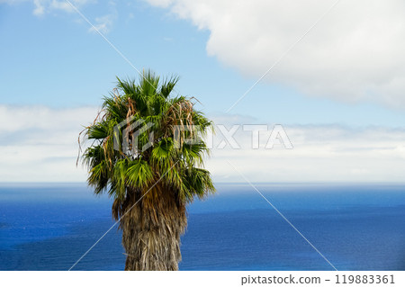 An old large palm tree against the backdrop of a blue ocean and white clouds 119883361