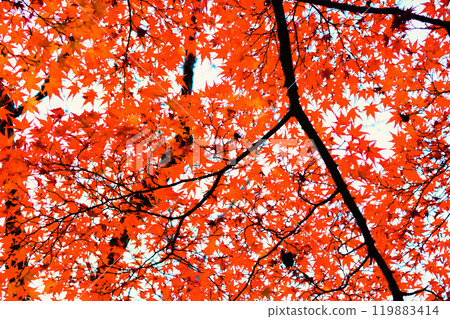 Beautiful red maple leaves against the autumn sky Beautiful red maple leaves against the autumn sky 119883414