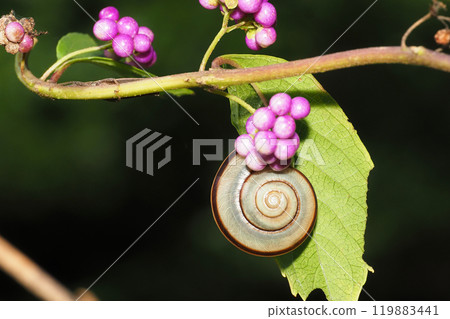 A snail resting on a barberry leaf 119883441