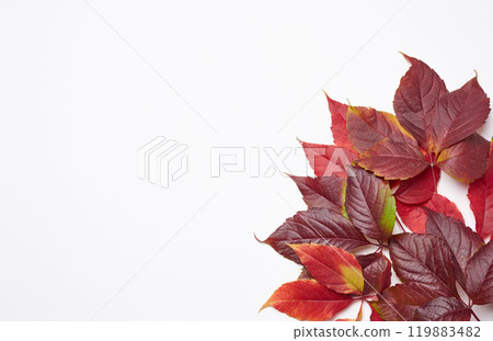 Red leaf of Parthenocissus quinquefolia bush on a white background, top view. Red leaf of Parthenocissus quinquefolia bush on a white background, top view. 119883482