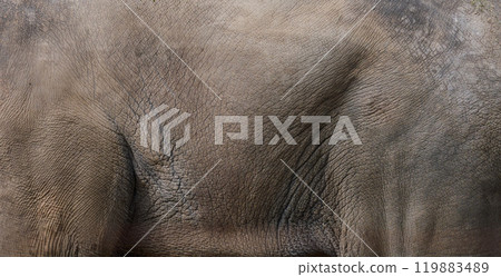 Skin texture of an adult African elephant, full frame Skin texture of an adult African elephant, full frame 119883489