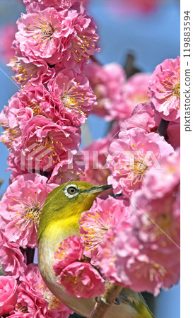 A white-eye on a red plum blossom in full bloom (spring image) (heartwarming image) 119883594