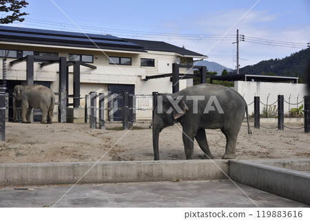京都市動物園的亞洲象 京都市動物園的亞洲象 119883616