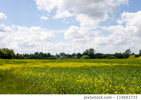 Rapeseed fields panorama. Blooming yellow canola flower meadows. 119883735