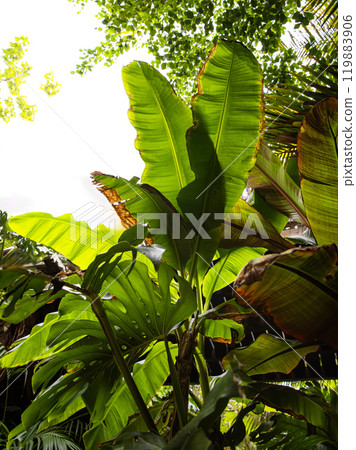 Jungle Landscape with Waterfall , Tropical Background 119883906