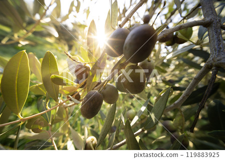 Olive tree with green ripe olives in an olive garden . Green olive tree lit by the rays of the sun Olive tree with green ripe olives in an olive garden . Green olive tree lit by the rays of the sun 119883925
