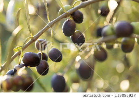 Olive tree with green ripe olives in an olive garden . Green olive tree lit by the rays of the sun Olive tree with green ripe olives in an olive garden . Green olive tree lit by the rays of the sun 119883927