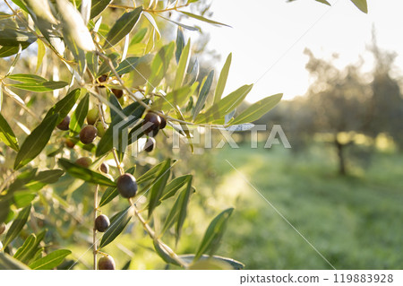Olive tree with green ripe olives in an olive garden . Green olive tree lit by the rays of the sun 119883928