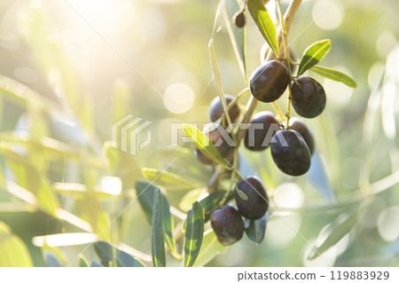 Olive tree with green ripe olives in an olive garden . Green olive tree lit by the rays of the sun 119883929