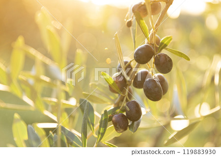 Olive tree with green ripe olives in an olive garden . Green olive tree lit by the rays of the sun Olive tree with green ripe olives in an olive garden . Green olive tree lit by the rays of the sun 119883930