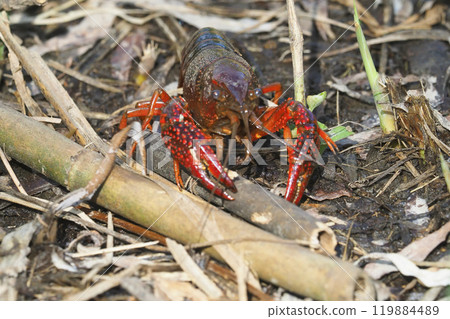 美國小龍蝦 119884489