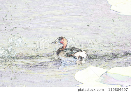 Pastel-toned "Little Grebe" "Wild Bird" illustration image 119884497