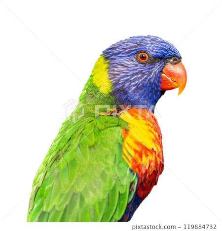 Rainbow Lorikeet 119884732