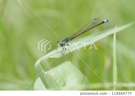 Ao montitonbo 119884775