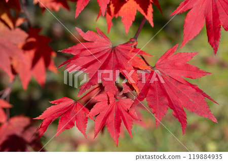 鮮紅的秋葉 119884935