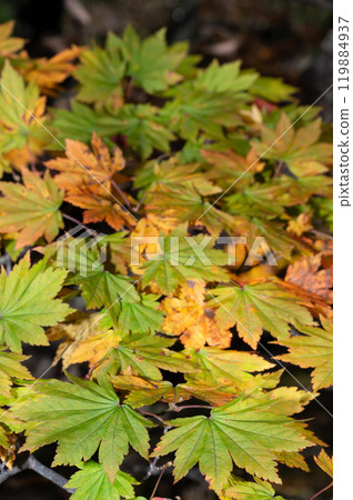 Autumn leaves maple leaves 119884937