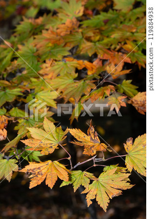 Autumn leaves maple leaves Autumn leaves maple leaves 119884938