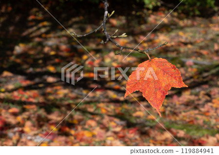 秋天的落葉 秋天的落葉 119884941