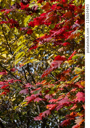 Momiji who changed leaves Momiji who changed leaves 119884943
